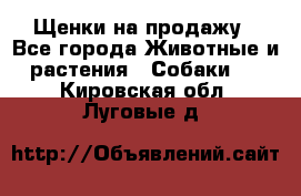 Щенки на продажу - Все города Животные и растения » Собаки   . Кировская обл.,Луговые д.